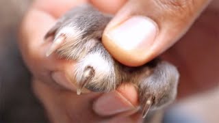 How To Trim Puppy Nails The Easy Way [upl. by Bertram]