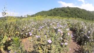 Wild Petunia  Ruellia humilis Harvest at Ion Exchange [upl. by Einotna593]