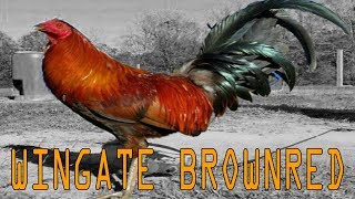 Wingate Brownred Fowls [upl. by Steinway]