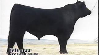 ABS Beef Sires 1994 [upl. by Coppola515]