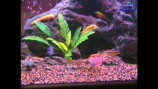 Substrate and Decorations Best for CICHLIDS [upl. by Ecnahoy]