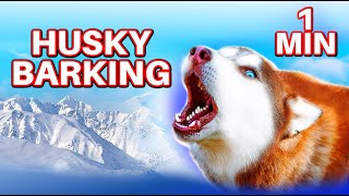 Husky Barking 1 Min [upl. by Belita744]