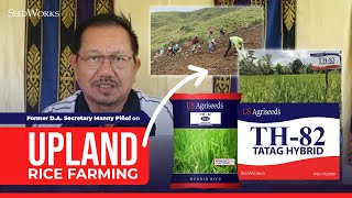 Former DA Secretary Manny Piñol on Upland Rice Farming using the TH82 TATAG Hybrid of SeedWorks [upl. by Nnylhsa]