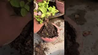 Hibiscus👨‍🌾 garden trandingyoutubeshortsplantsindia hibiscusflowersshortssubscribeindoor [upl. by Jerrold]