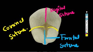 Fetal Skull Sutures and fontanelles  Short Lacture [upl. by Decima103]