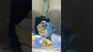 High quality SRD Flowerhorn song musicvairalshort flowerhorn [upl. by Cheria]