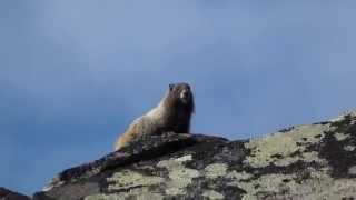 Mt Rainier Screaming Marmot [upl. by Aleunam335]