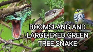 Deadly Boomslang of Africa  the most venomous rearfanged snake and Largeeyed Green Tree Snake [upl. by Nostets426]