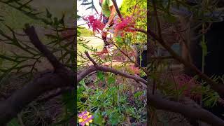 🌼 Between Two Grevilleas gardening weeding grevillea aussiegarden shorts [upl. by Miof Mela]