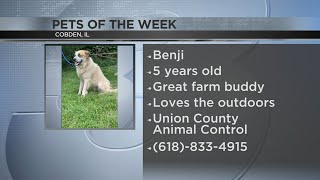 Cobden puppy featured on Pets of the Week [upl. by Nalepka62]