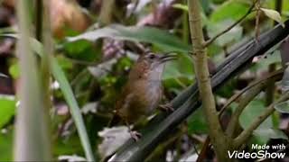 Abbotts babbler calling [upl. by Eanerb]