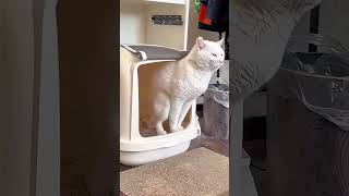 funny myfunnypets funnypet cat funnypetsmoments funnycat pets funnyanimls funnyanimal [upl. by Ylicis]