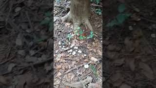 Winter fruiting of decomposer basidiomycetes of Goa [upl. by Amaral997]