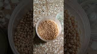 Urdal dal ricerecipies recipe shortsvideo [upl. by Seed]