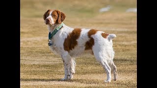 Epagneul breton tout savoir sur cette race de chien Brittany dog VF [upl. by Eilegna415]