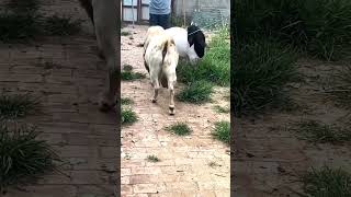 good enjoy short morning goats village life 191 [upl. by Ballard]