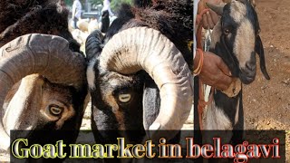 Goat market in belagavi ಆಡು ಮತ್ತು ಕುರಿಗಳ ಸಂತೆ ಬೆಳಗಾವಿbelagavi [upl. by Hank]