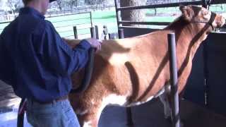 Proper Blower Technique  Show Cattle [upl. by Balac323]