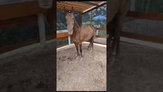 Nosso campeão Iberio Raposo preparado para o concurso de marcha cavalos cavalo animal mangalarga [upl. by Ji]