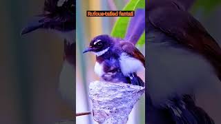 Rufoustailed fantail birds nature [upl. by Vtehsta]