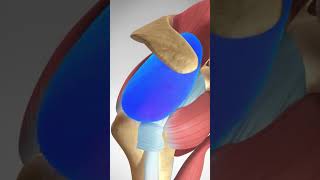 Proximal Biceps Tear Rupture and Repair biceps muscleinjury fitness [upl. by Yssak]