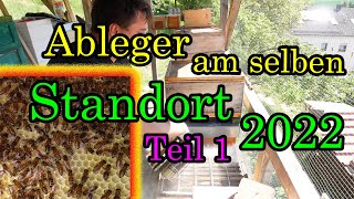 Bienen Ableger bilden am selben Standort Bienen Schröpfen [upl. by Nemaj936]