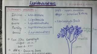 Lepidodendron Characters amp Classification Stingmaria Lepidostrobus lepidophyllum BSc MSc NEET CP [upl. by Kisung316]