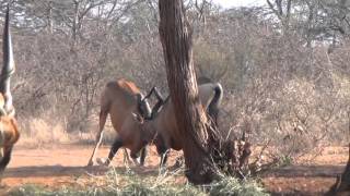 Motsomi Safaris Bow Hunt Red Hartebeest Day [upl. by Allwein329]