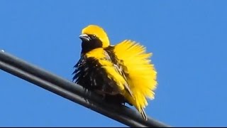 Arcebispo  Yellowcrowned Bishop  Euplectes afer [upl. by Garner943]