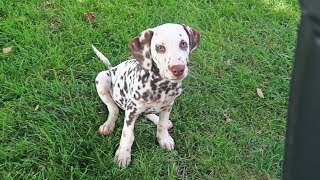 My Dalmatian is Deaf [upl. by Ardie547]