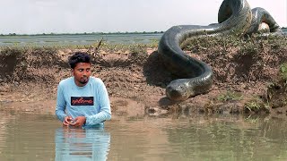 Anaconda Attack and Other Deadly Snakes  Wild Animal Encounter Action Packed film You Cant Miss [upl. by Ettelrahc653]