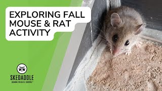 Exploring Fall Mouse amp Rat Activity With Skedaddle Humane Wildlife Control [upl. by Derick184]