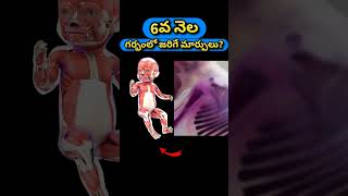 6వ నెల గర్భంలో జరిగే మార్పులు  6 Months pregnancy baby growth [upl. by Eudosia]