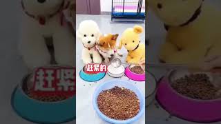 Karishma khana dena🐶🐶🐶🥙🥙🐶🍩🍩🍩shortvideos [upl. by Ecarg]