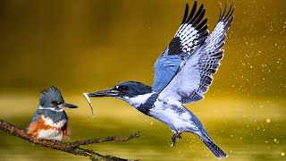 Belted Kingfisher Master of Aerial Fishing [upl. by Braunstein]