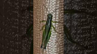 Green Grasshopper Omocestus viridulus insects grasshopper shorts [upl. by Brianne]