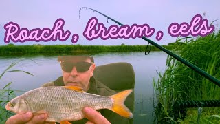 Coarse Fishing River thurne Norfolk broads evening session big roach bream eels  loads of bites [upl. by Kristine761]