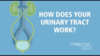 How Does Your Urinary Tract Work  Urology Care Foundation [upl. by Arhat480]