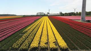 Champs de tulipes en Hollande [upl. by Kumar]