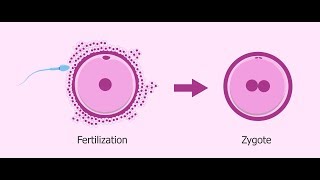 What is Zygote   Essential Science  Terms [upl. by Renado]