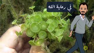 Acetabularia life cycle دورة حياة الطحلب الأخضر أسيتابيولاريا [upl. by Laenahtan593]