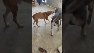 agawan max vs bidang 🐕‍🦺🐕 belgianmalinois shorts aspin [upl. by Annayr468]