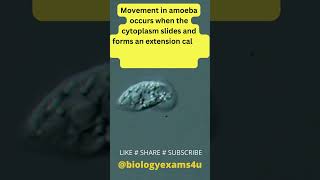 Amoeba in Motion  Amoeboid movement with Pseudopodia amazing [upl. by Cornel418]