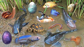 Colorful surprise eggs lobster snake cichlid betta fish turtle butterfly fish goby fish [upl. by Ibrad]