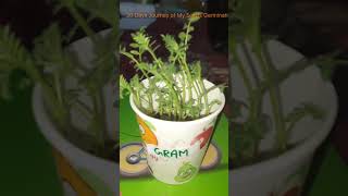 Seed Germination youtube youtubeshorts [upl. by Egief177]