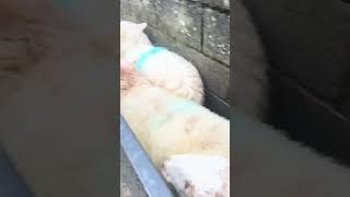 Sheep dipping today sheepherding youtubeshorts sheepfarm sheephusbandry animals [upl. by Adiaz536]