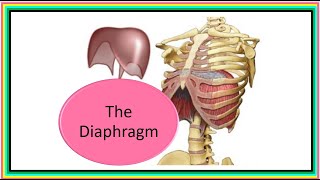 THE DIAPHRAGM [upl. by Bethany]