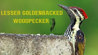 Black Rumped flameback Or lesser goldenbacked woodpecker कठफोड़वा  सुतारपक्षी [upl. by Dnaltroc871]