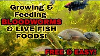 How To Culture amp Feed Your Fish LIVE BLOODWORMS FREE  4 More Great HOMEGROWN Live Aquarium Foods [upl. by Dnesnwot807]