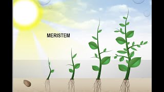 Materi 5 Anatomi Tumbuhan Jaringan Meristem [upl. by Dibbrun]